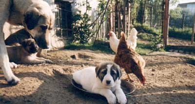 Anatolische Hirtenhunde mit Hühnern
