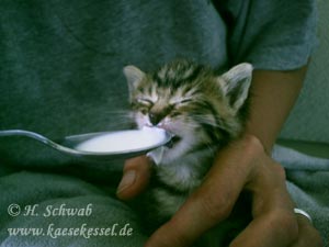 Foto: Katze beim Füttern mit Löffel