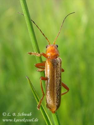 Foto eines Käfers